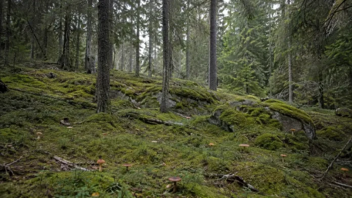 svampförgiftning