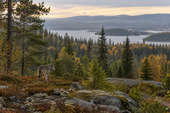 220 vargar Sverige